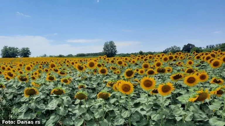 Subotički poljoprivrednici traže odgovore o isplati druge rate subvencija